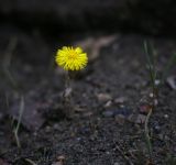 Tussilago farfara