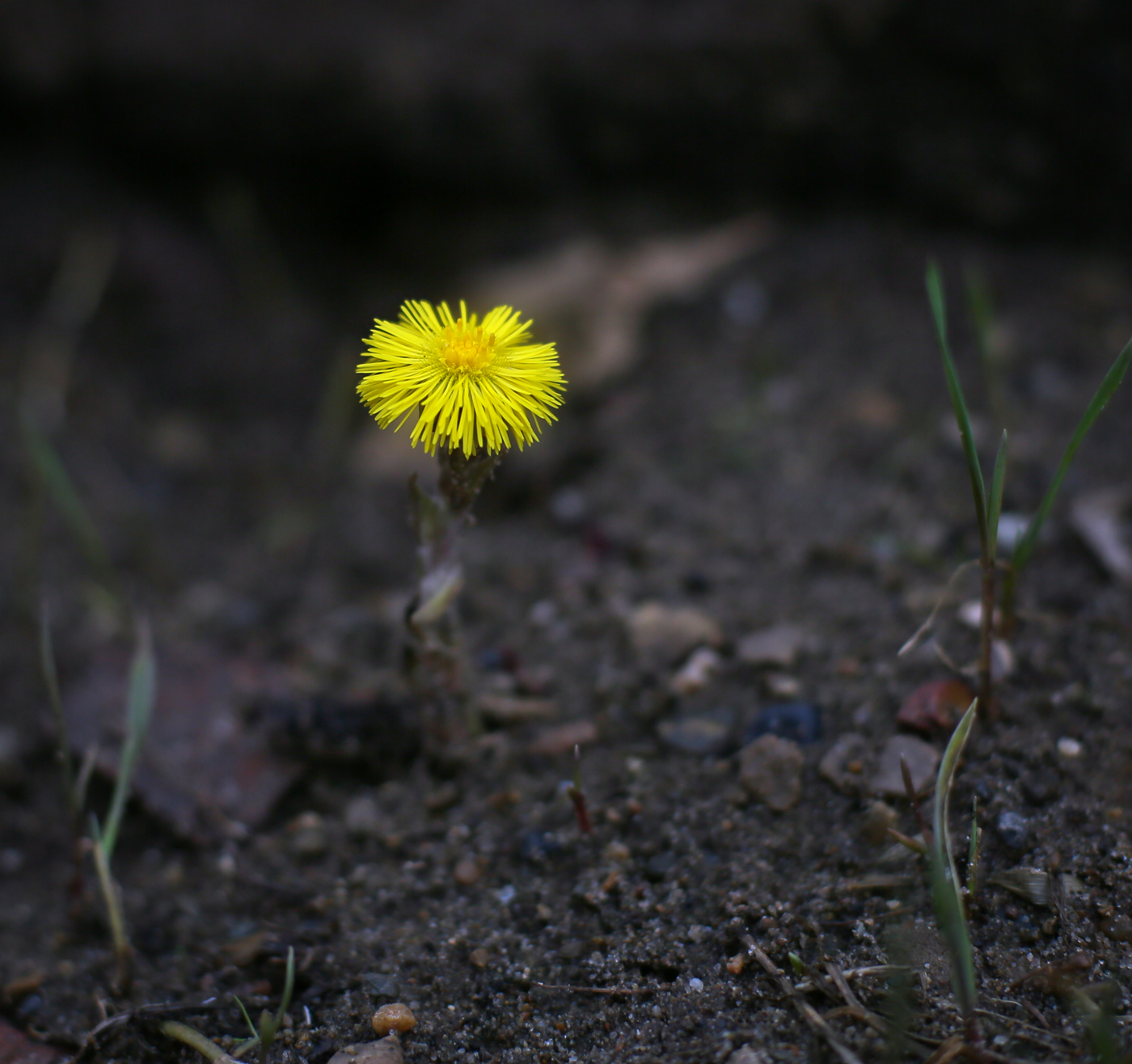 Image of Tussilago farfara specimen.
