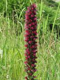 Echium russicum