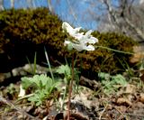 Corydalis caucasica