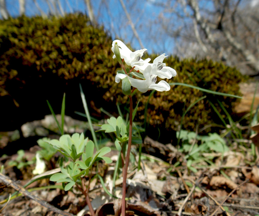 Image of Corydalis caucasica specimen.
