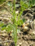 Papaver laevigatum