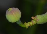 Euphorbia tirucalli. Зреющий плод. Израиль, Шарон, г. Тель-Авив, ботанический сад университета, участок суккулентов, в культуре. 14.06.2015.