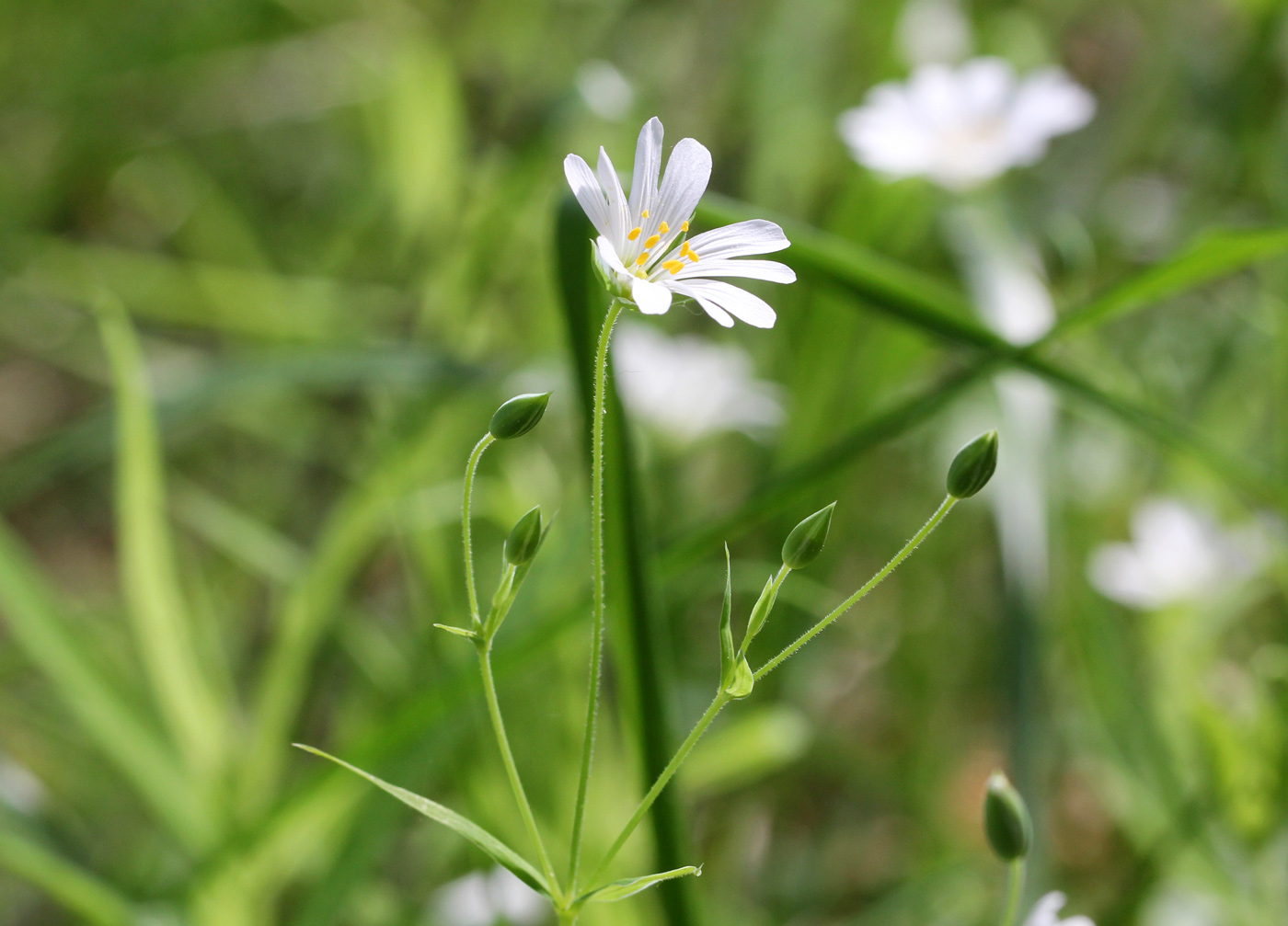 Image of Stellaria holostea specimen.