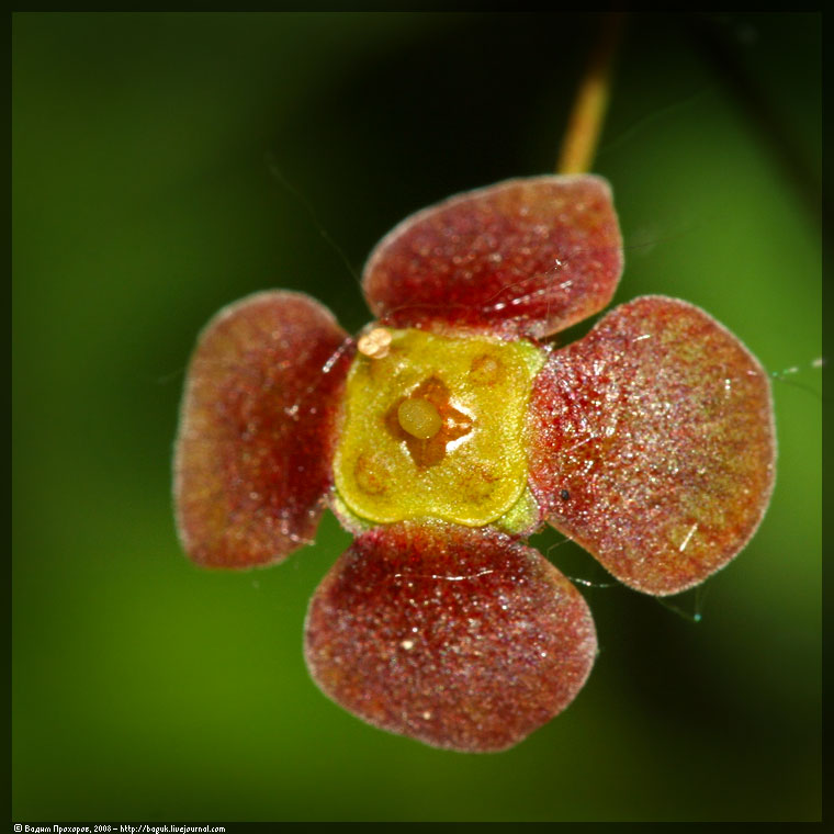 Изображение особи Euonymus verrucosus.