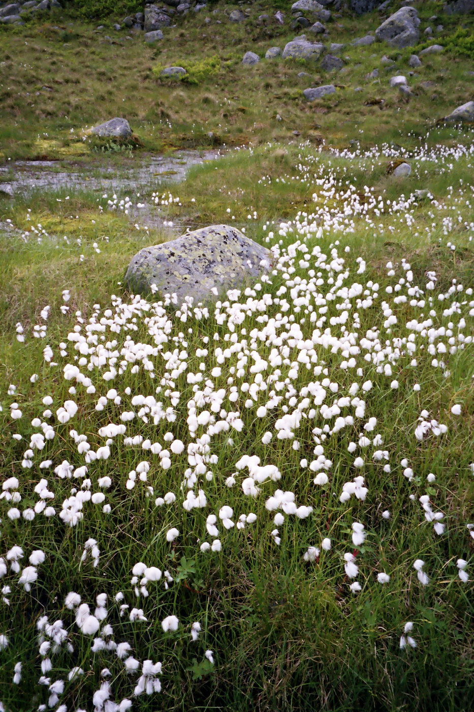 Изображение особи Eriophorum angustifolium.