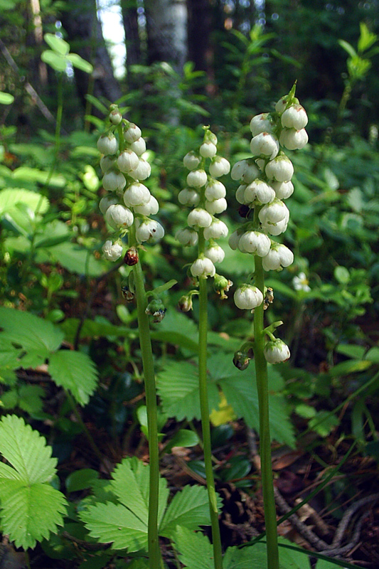 Image of Pyrola minor specimen.