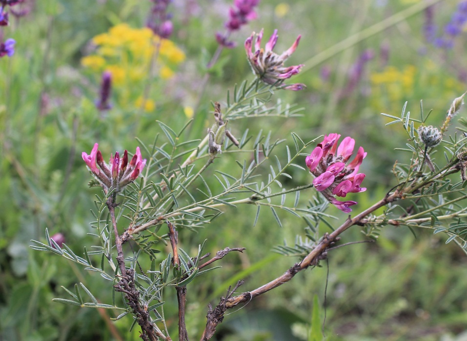 Image of Astragalus cornutus specimen.