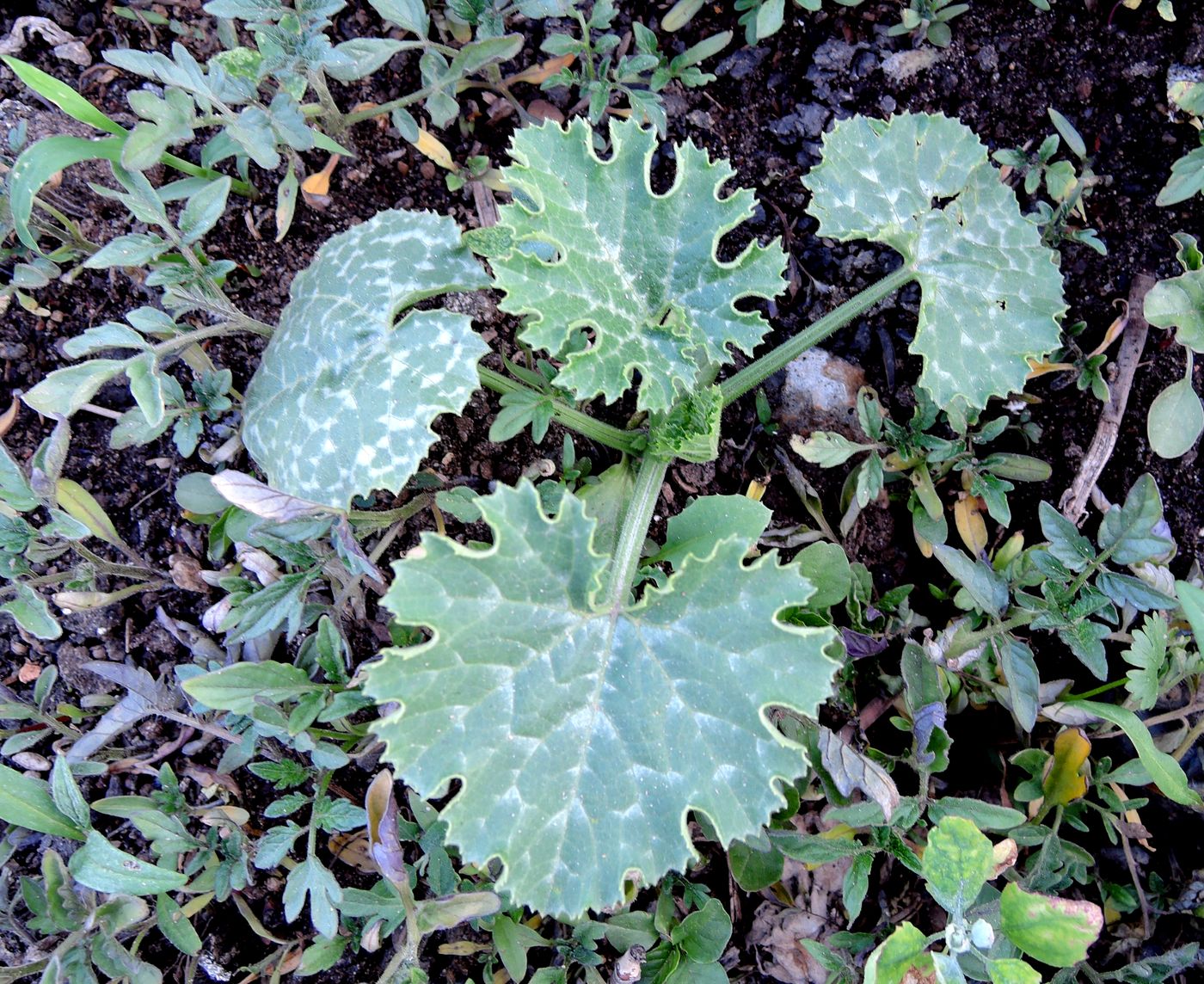 Image of Cucurbita pepo specimen.