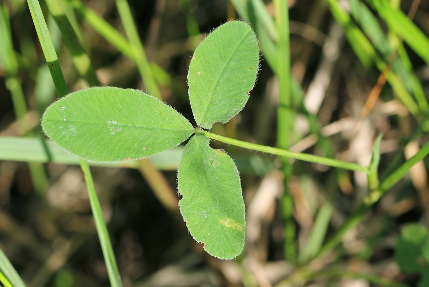 Изображение особи Trifolium medium.