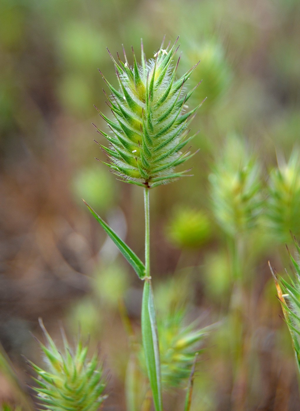 Image of Eremopyrum orientale specimen.