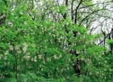 Staphylea pinnata