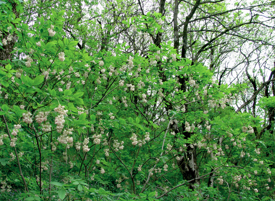 Image of Staphylea pinnata specimen.