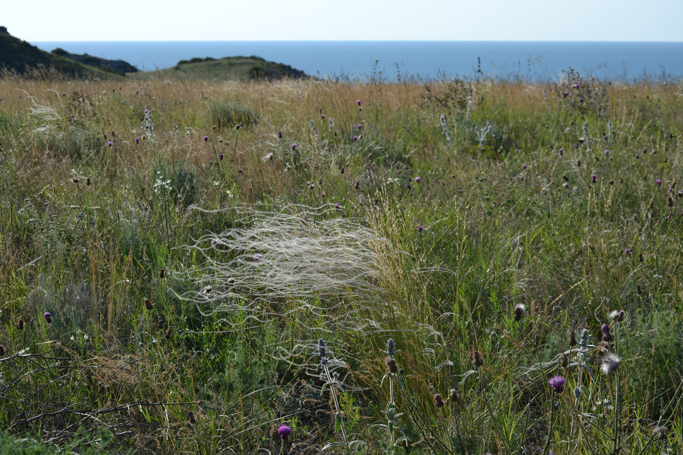 Изображение особи род Stipa.