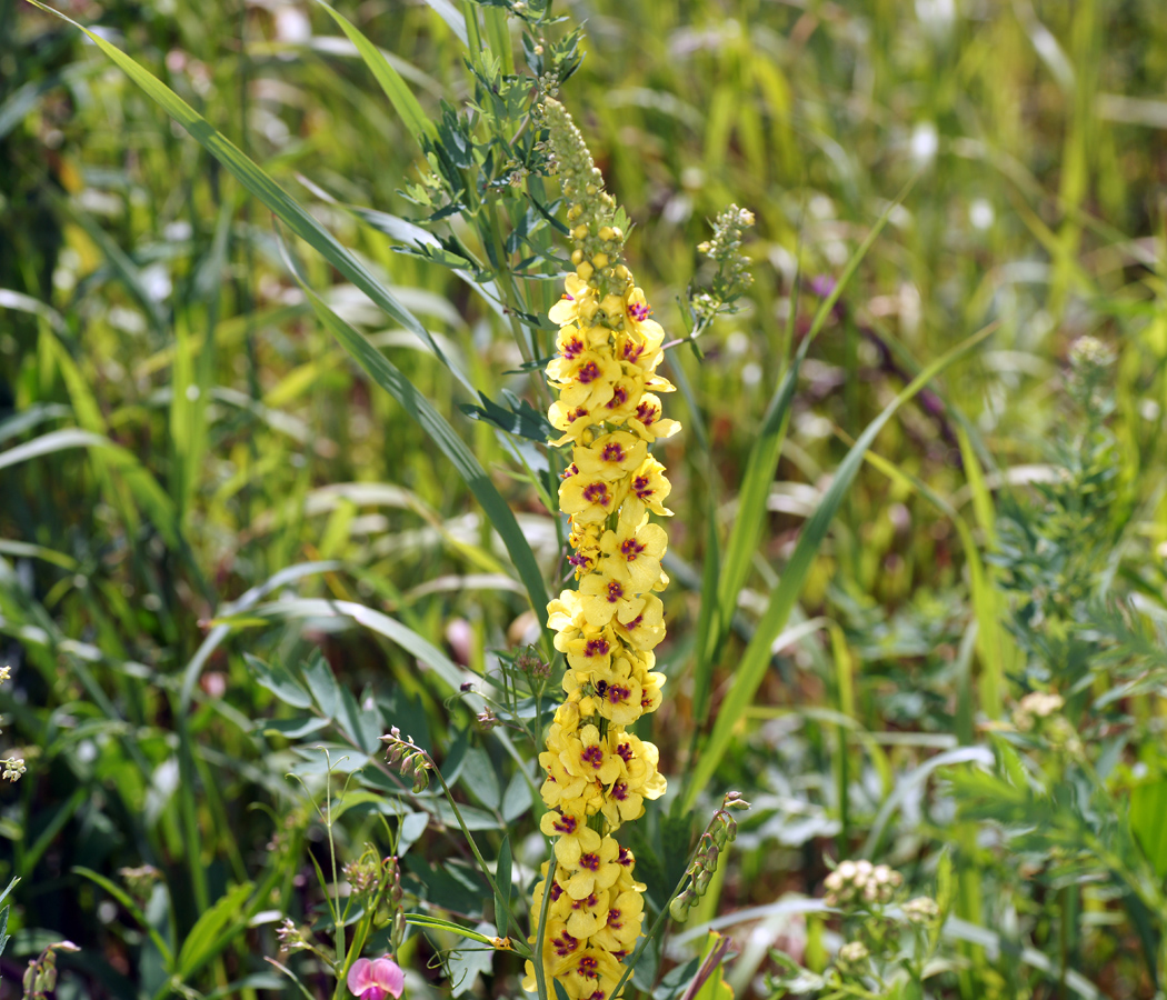 Изображение особи Verbascum nigrum.