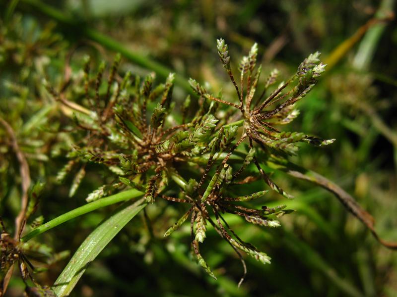 Image of Cyperus fuscus specimen.