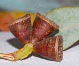 Eucalyptus woodwardii