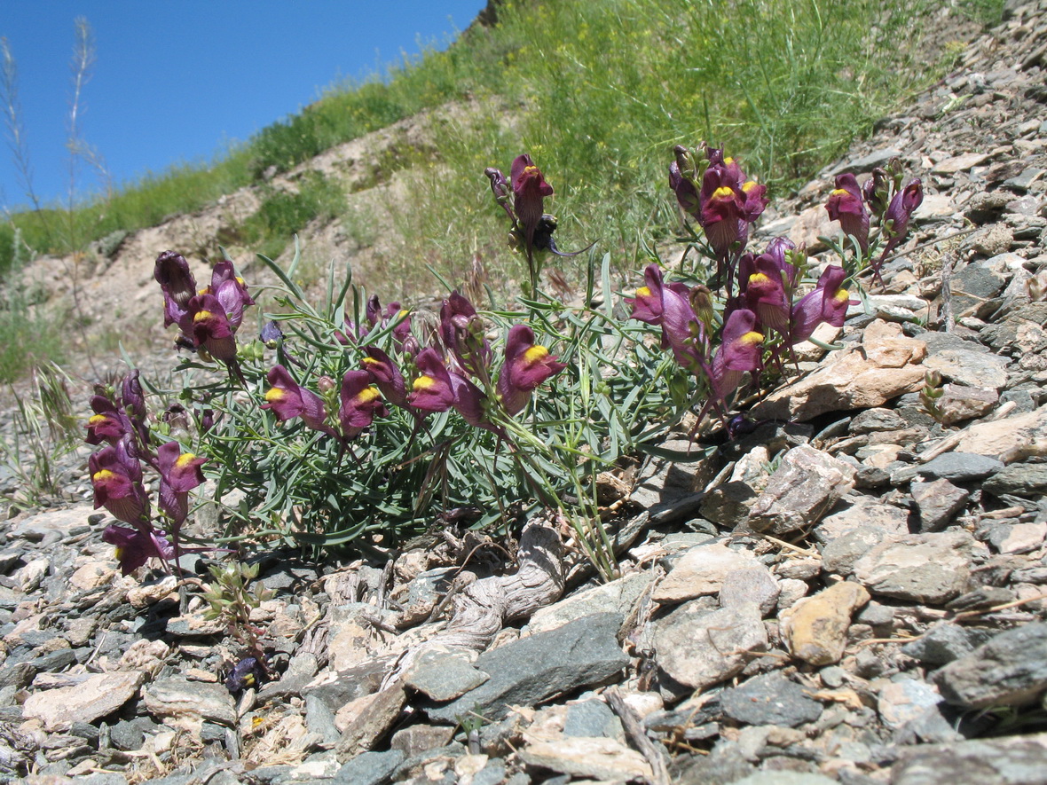 Image of Linaria ramosa specimen.