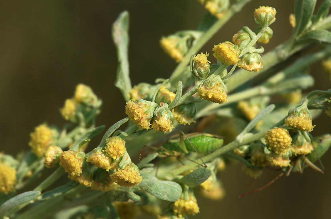 Image of Artemisia absinthium specimen.