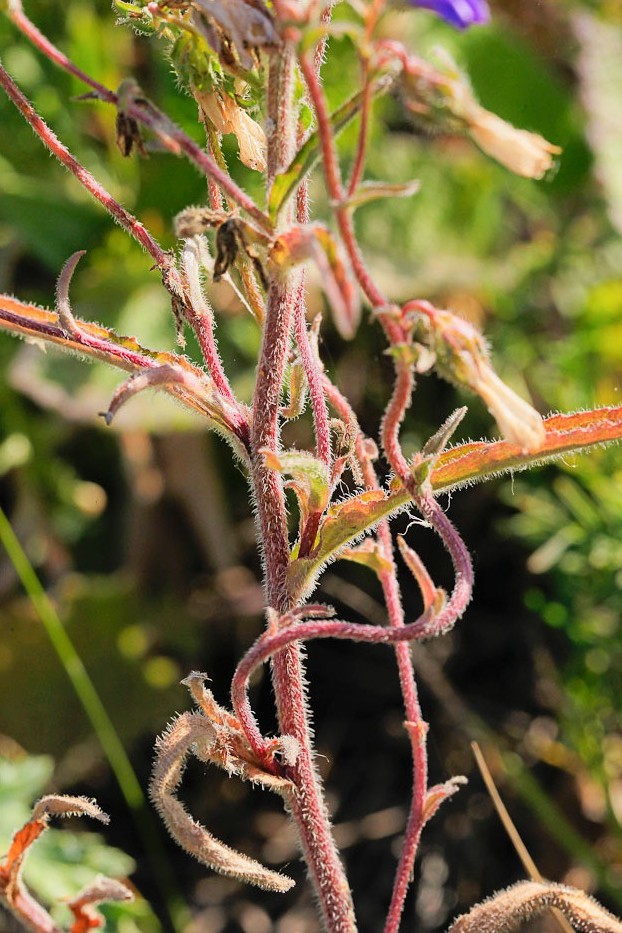 Image of Campanula sibirica specimen.