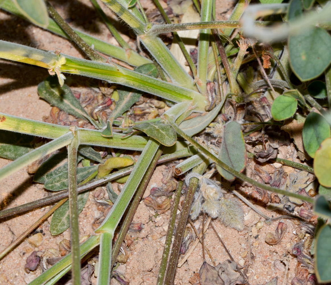 Изображение особи Onobrychis ptolemaica.