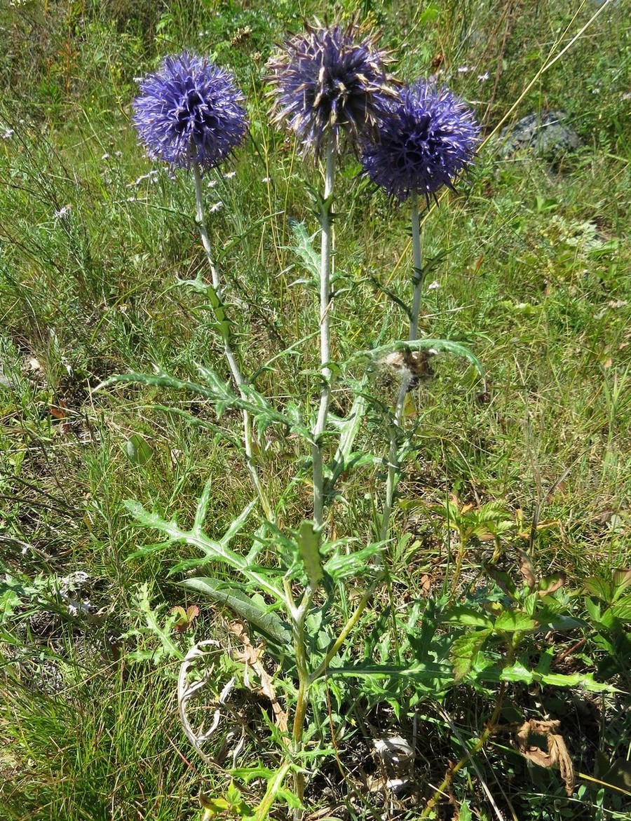 Image of Echinops sibiricus specimen.