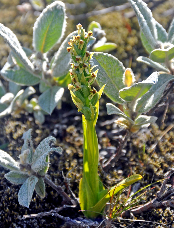 Image of Limnorchis hyperborea specimen.