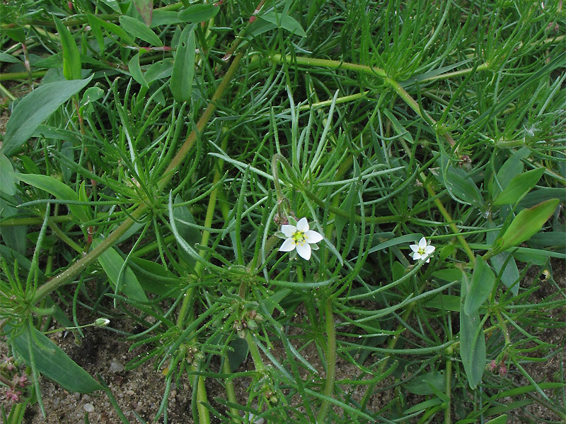 Изображение особи Spergula arvensis.