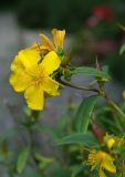 genus Hypericum. Верхушка ветви цветущего растения. Калининград, Ботанический сад БФУ им. И. Канта, в культуре. 26.07.2016.