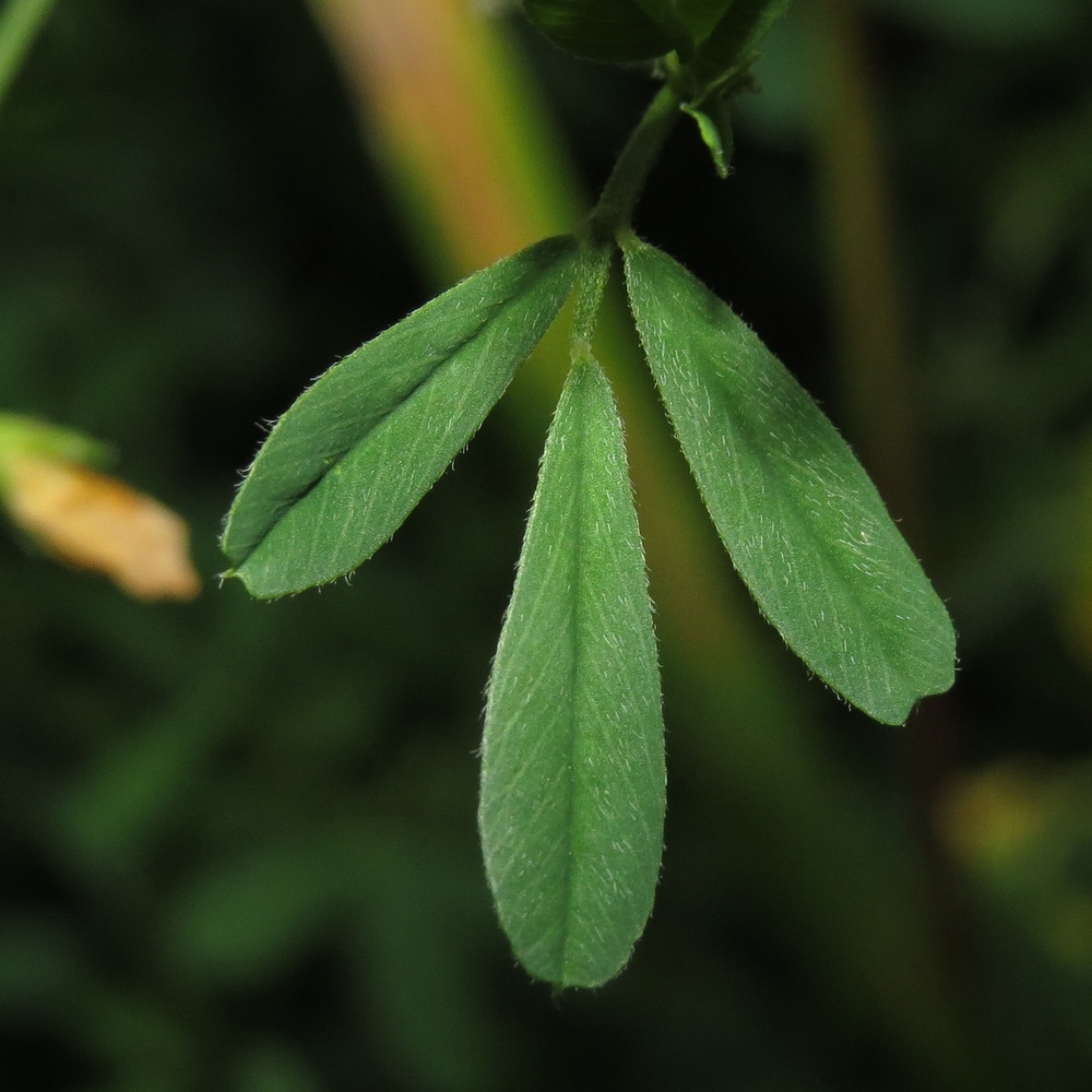 Изображение особи Medicago falcata.