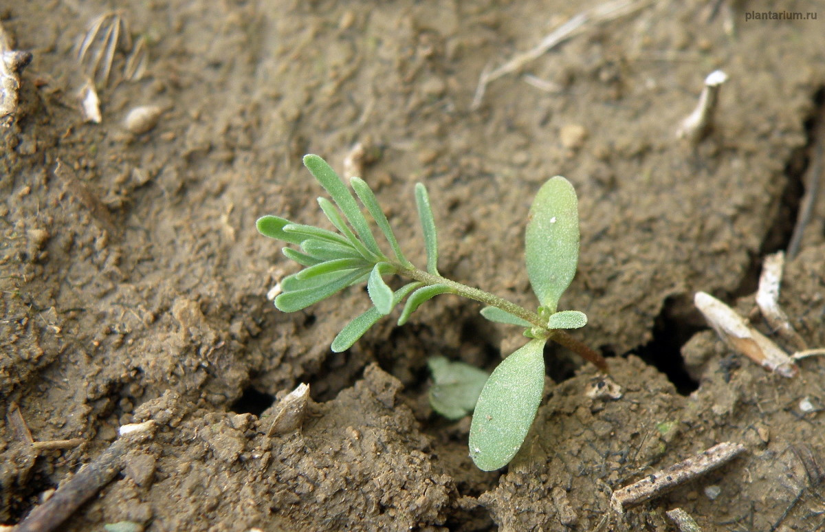 Изображение особи Linum austriacum.