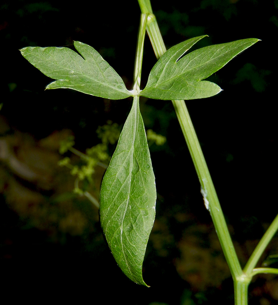 Image of Cervaria caucasica specimen.