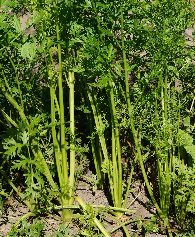 Изображение особи Daucus sativus.