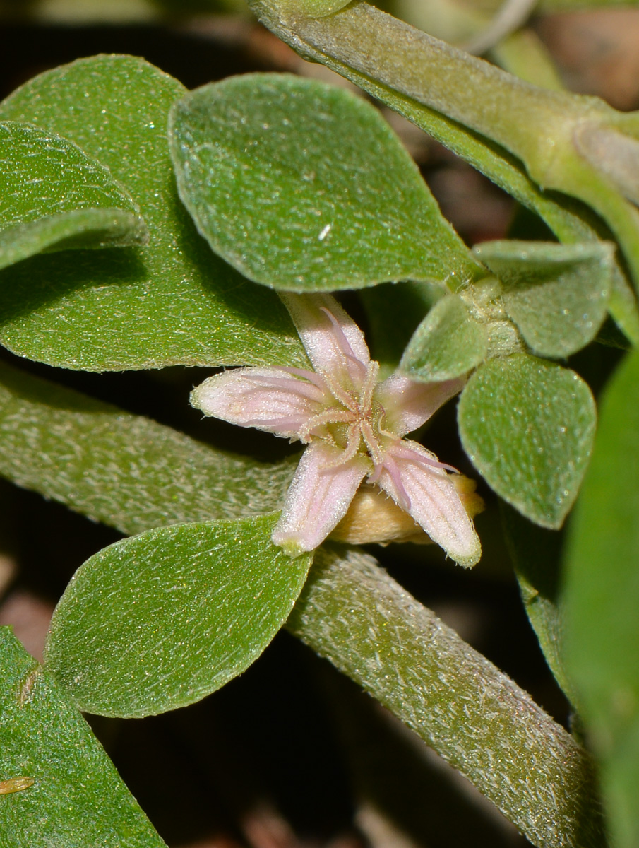 Изображение особи Galenia pubescens.
