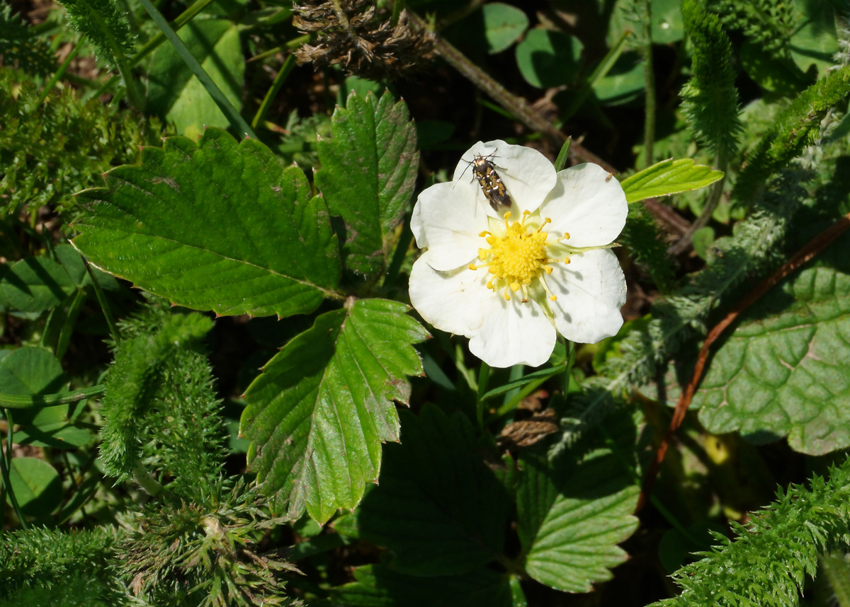 Изображение особи Fragaria viridis.