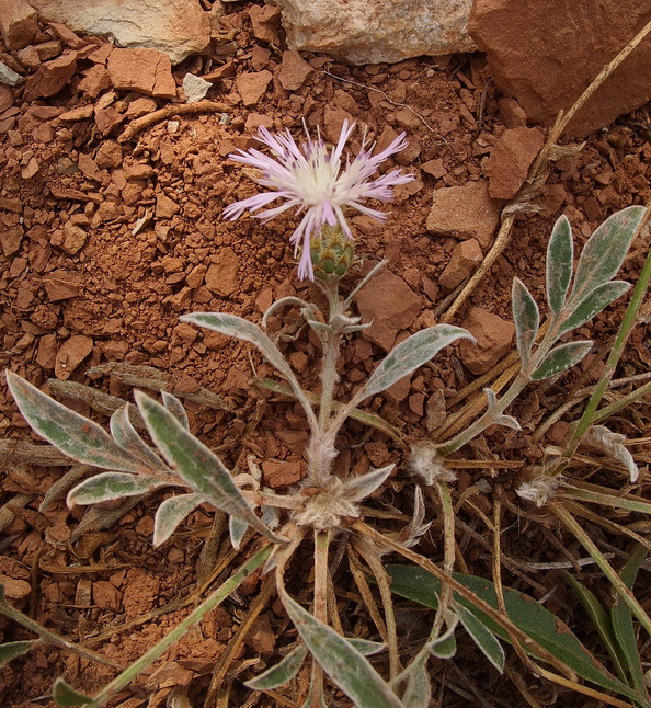 Изображение особи род Centaurea.