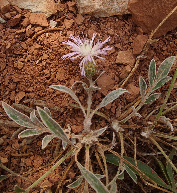 Image of Psephellus marschallianus specimen.