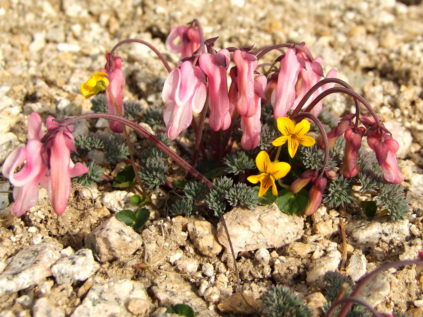 Image of Dicentra peregrina specimen.