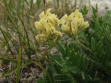 Oxytropis evenorum