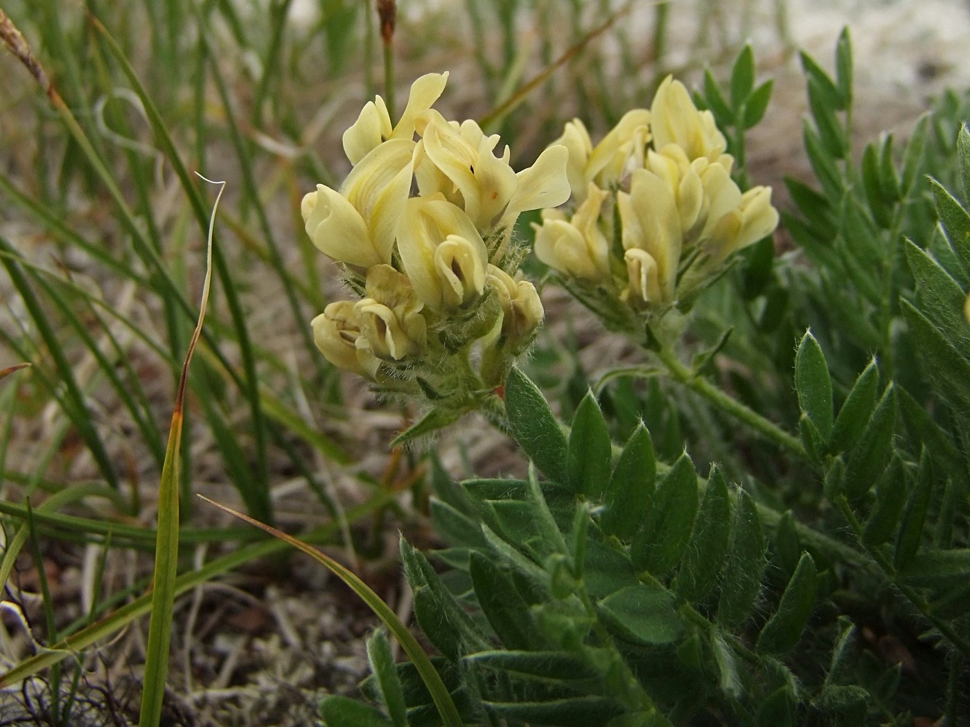 Изображение особи Oxytropis evenorum.