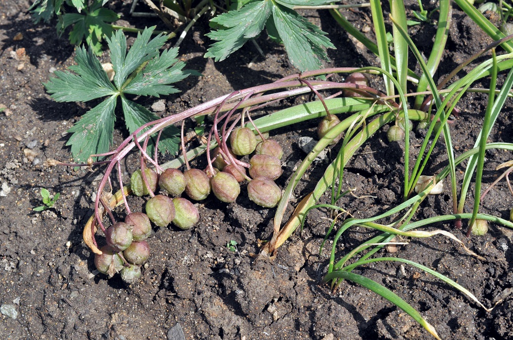 Изображение особи Chionodoxa sardensis.