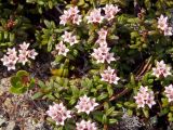 Loiseleuria procumbens