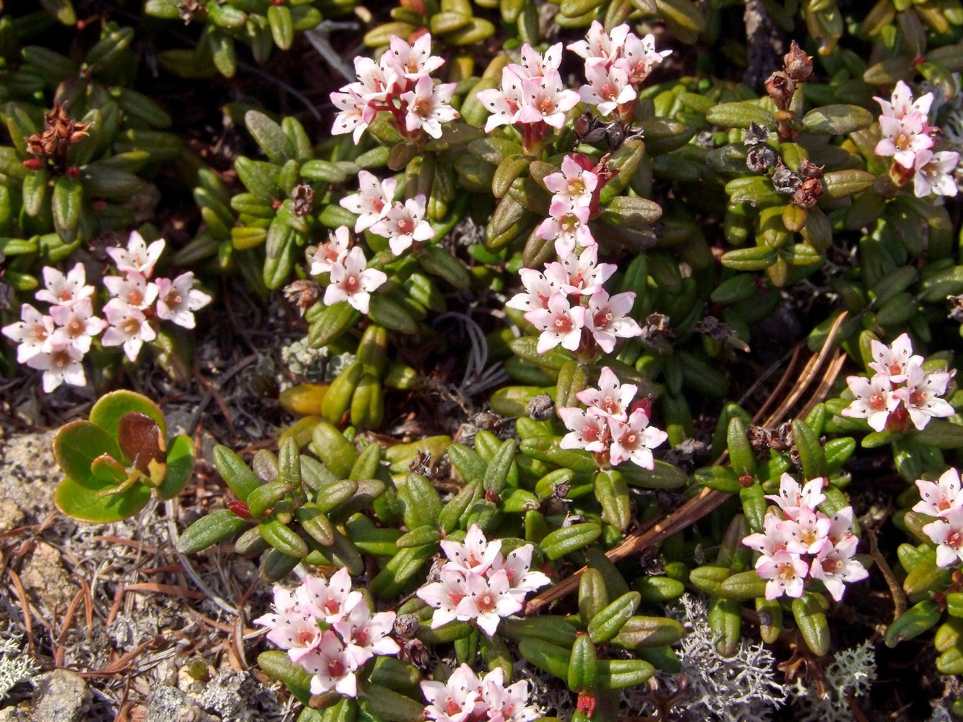 Image of Loiseleuria procumbens specimen.