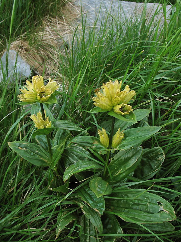 Изображение особи Gentiana punctata.