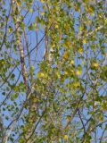 Populus nigra