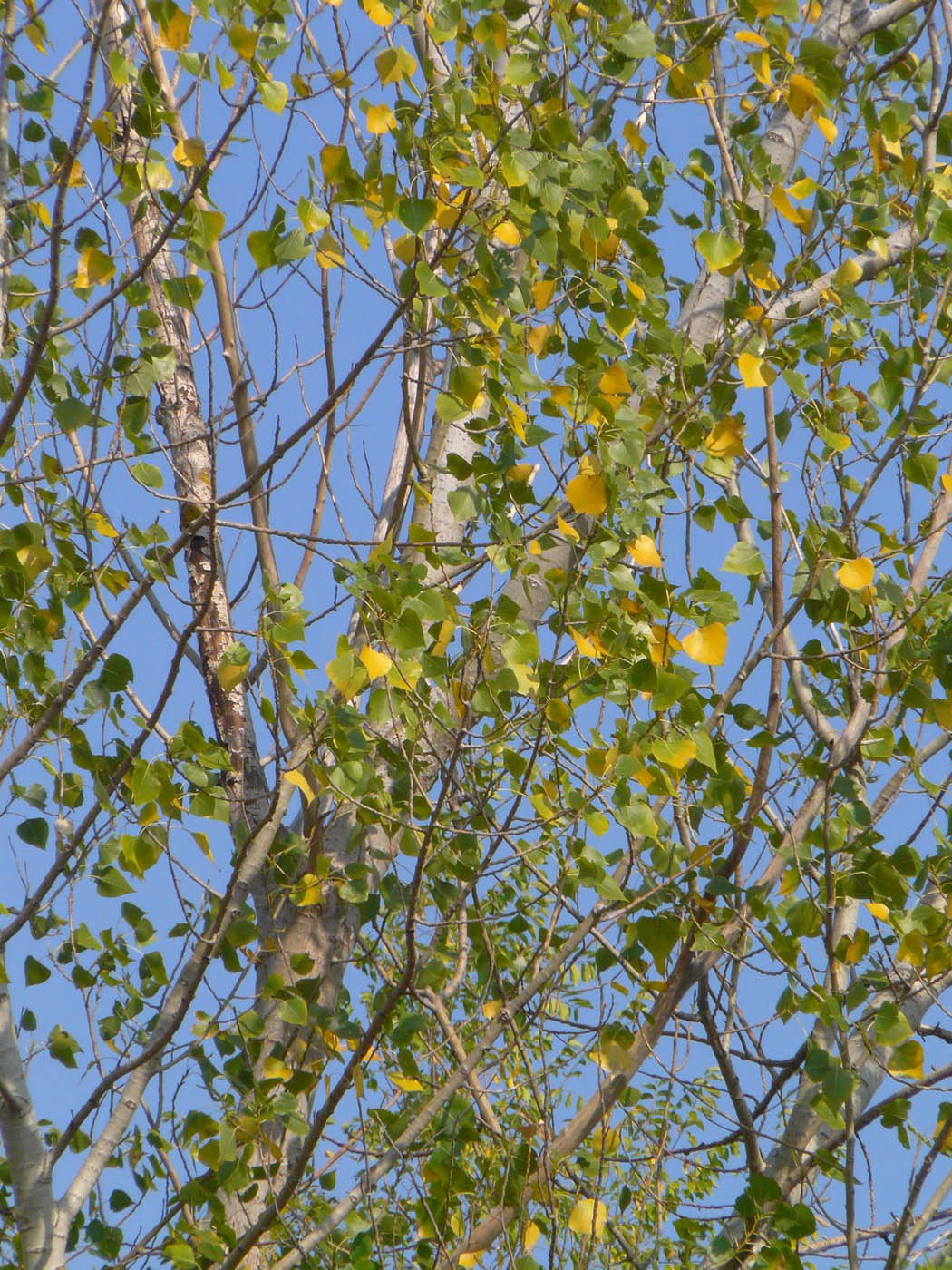 Image of Populus nigra specimen.