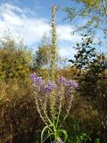 Veronica longifolia. Верхушка растения с соплодиями и отцветающими цветками. Магаданская обл., г. Магадан, окр. мкр-на Автодром, среди кустарников. 05.09.2016.