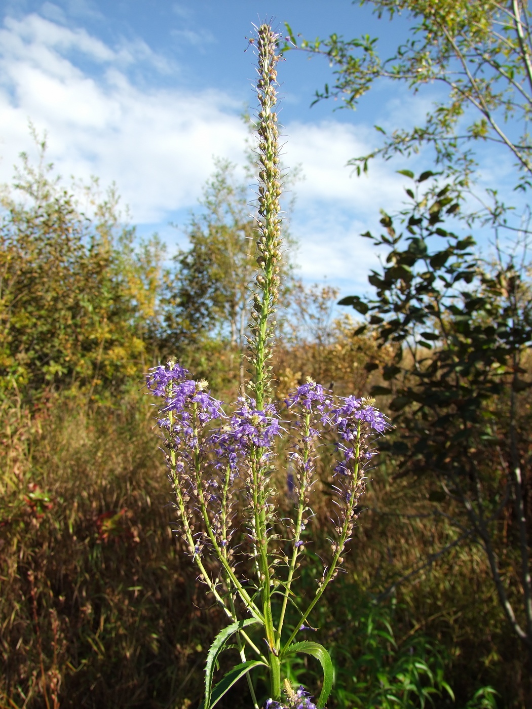 Изображение особи Veronica longifolia.