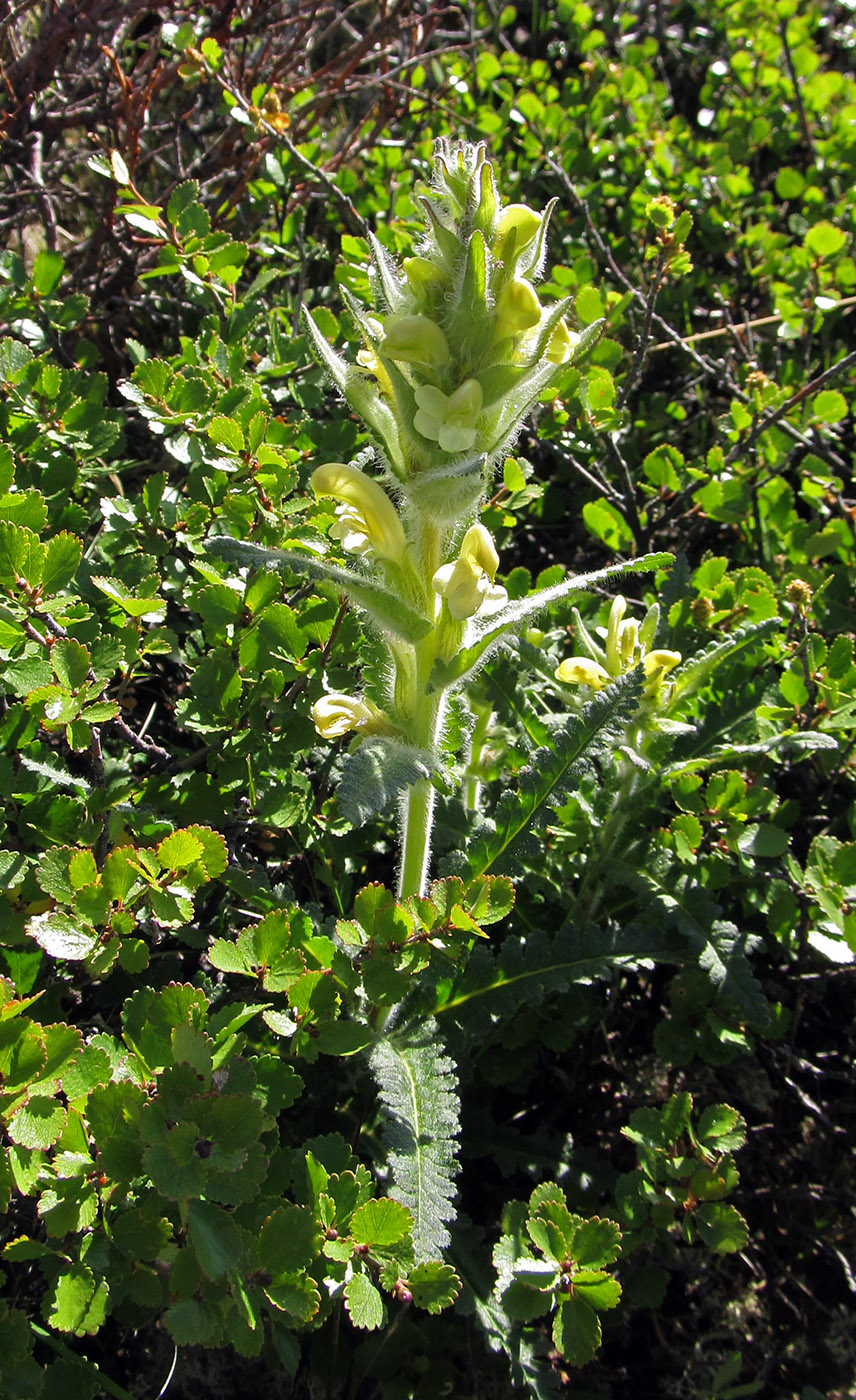 Image of Pedicularis tristis specimen.