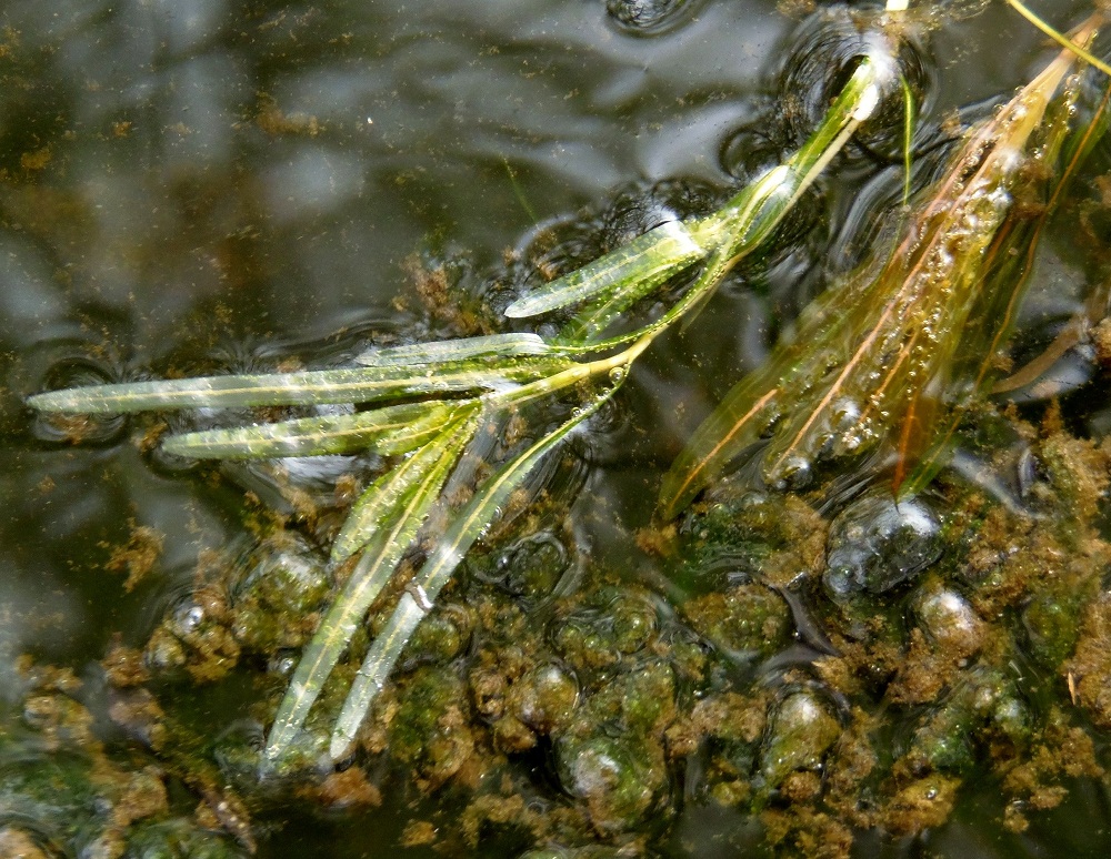 Изображение особи Potamogeton crispus.
